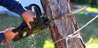 Best Tree Risk Assessment  in Rosemont, CA