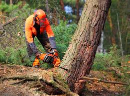 Best Lot and Land Clearing  in Rosemont, CA