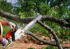 Best Tree Cabling and Bracing  in Rosemont, CA