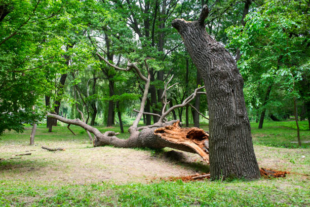 Best Tree Maintenance Programs  in Rosemont, CA