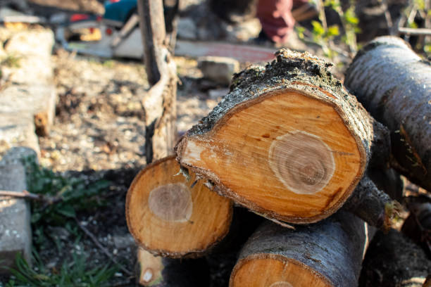 How Our Tree Care Process Works  in  Rosemont, CA
