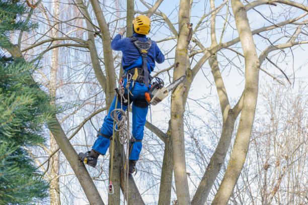 Best Tree Preservation Services  in Rosemont, CA