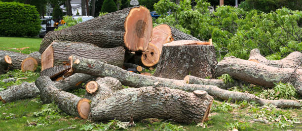 Best Arborist Consultation Services  in Rosemont, CA