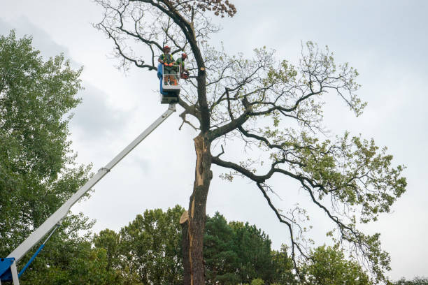 Leaf Removal in Rosemont, CA