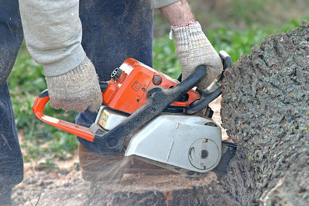 Best Lawn Renovation and Restoration  in Rosemont, CA