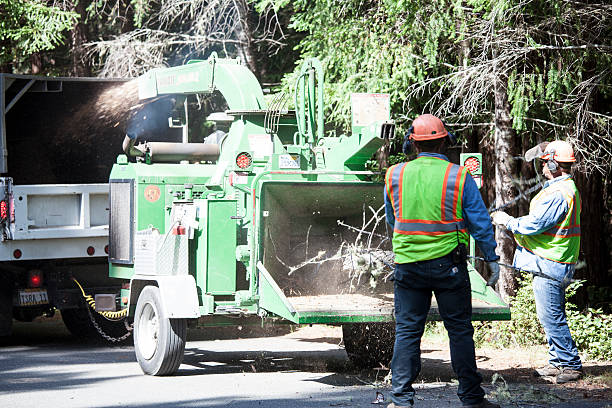 Best Commercial Tree Services  in Rosemont, CA