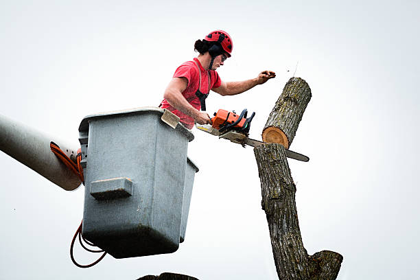  Rosemont, CA Tree Care Pros