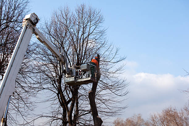 Best Storm Damage Tree Cleanup  in Rosemont, CA
