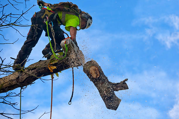 Best Tree Removal  in Rosemont, CA