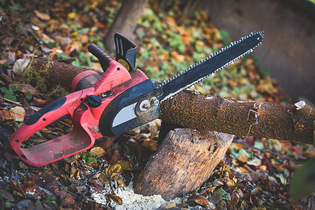 Reliable Rosemont, CA Tree Care Solutions