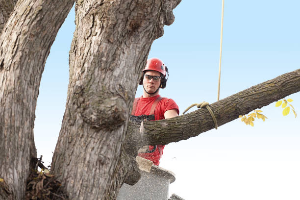Best Tree Health Inspection  in Rosemont, CA