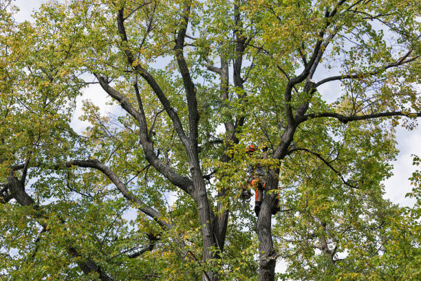 Best Tree Trimming and Pruning  in Rosemont, CA